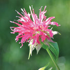 Coral Reef PPAF Monarda