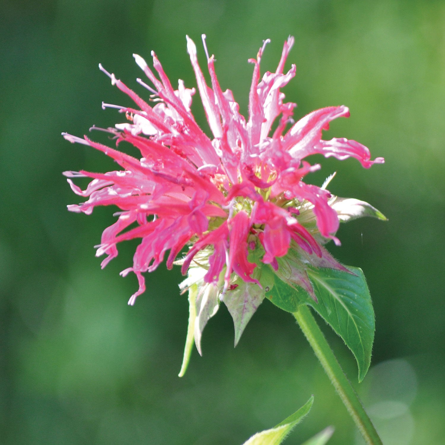 Coral Reef PPAF Monarda