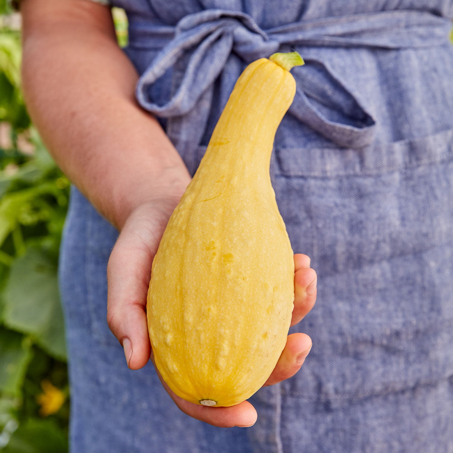 Pic-N-Pic Summer Squash