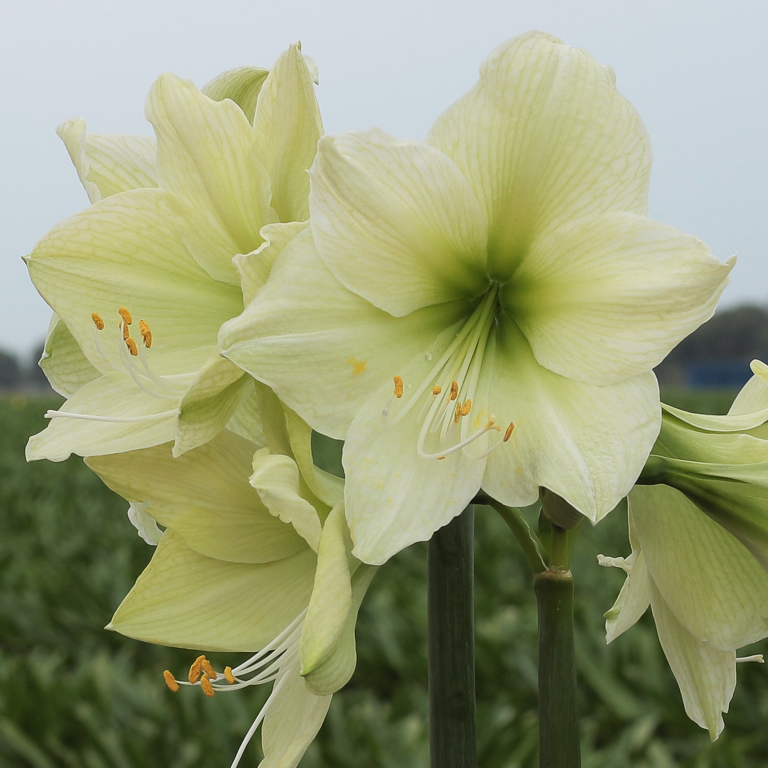 Amaryllis, Luna
