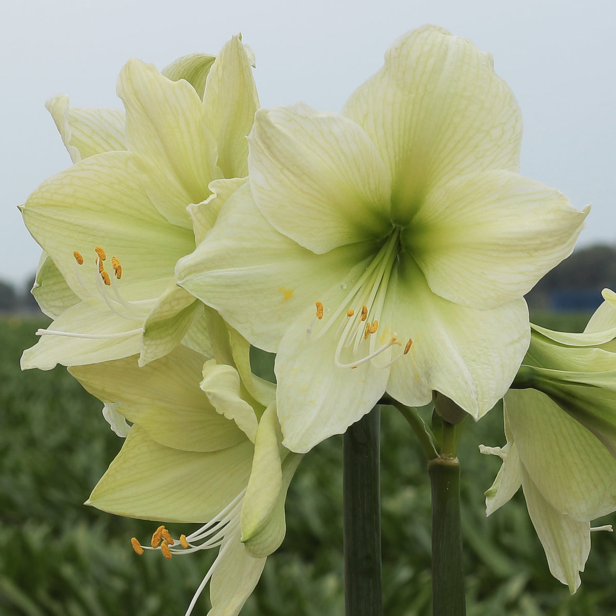 Amaryllis, Luna