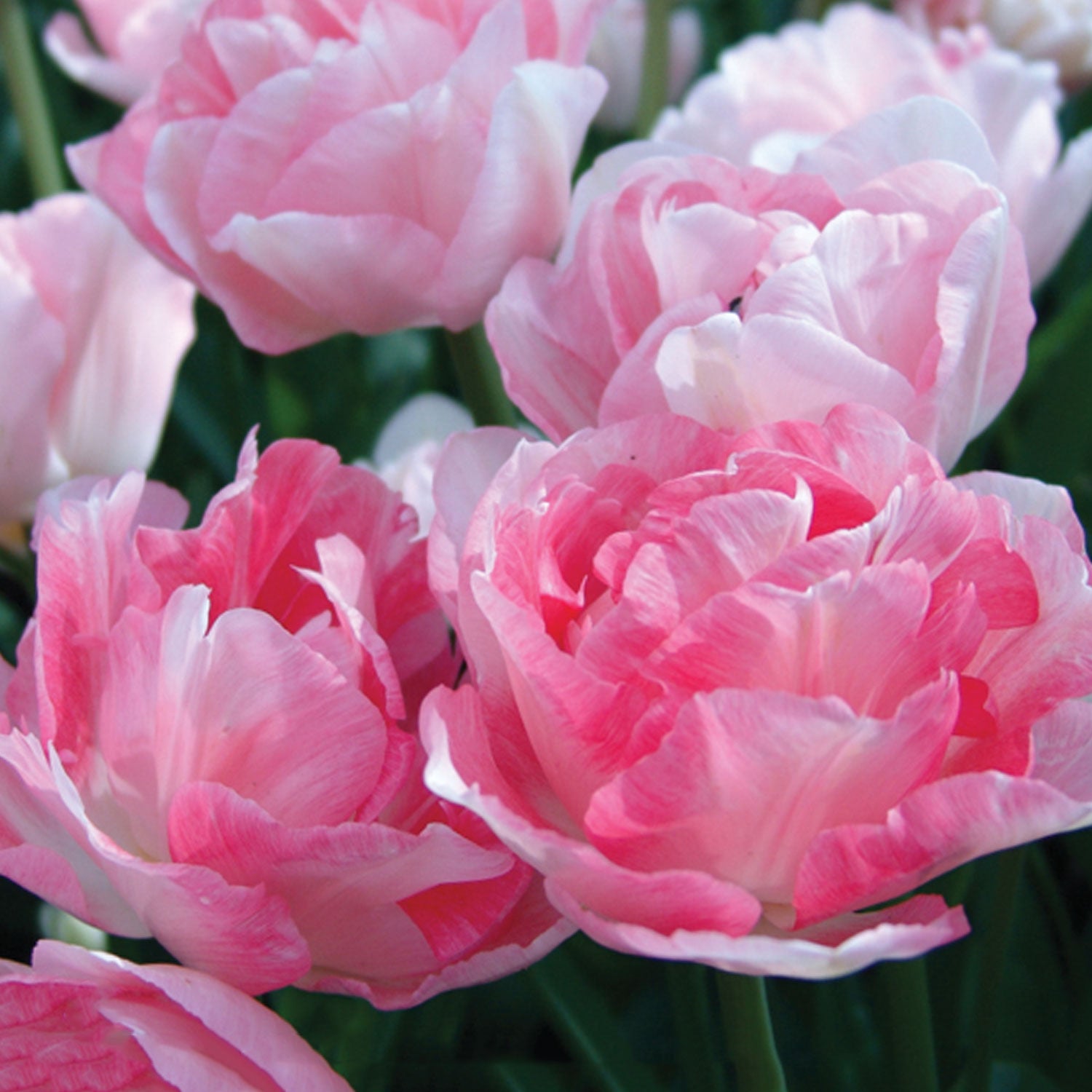 Angelique Tulip Bulbs