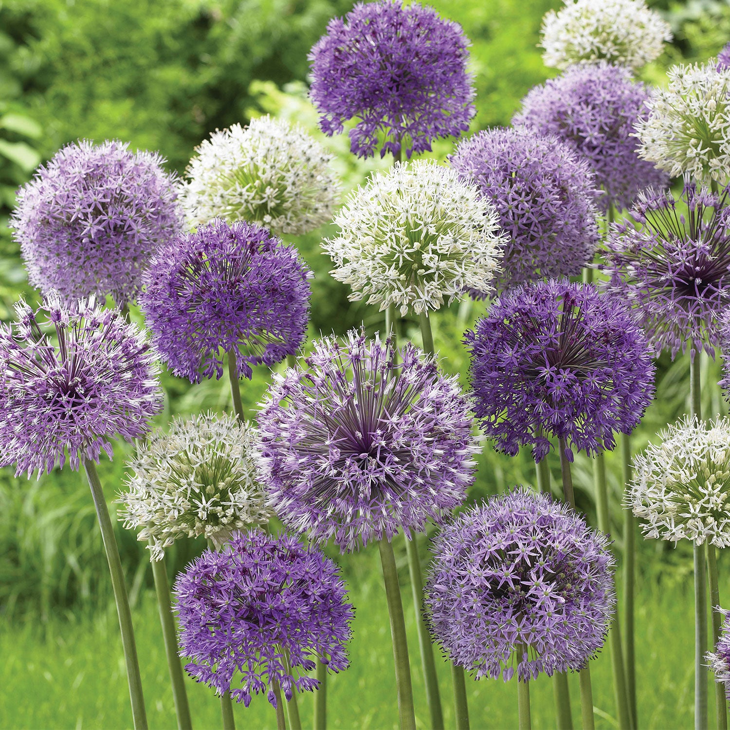 Rosenbachianum Mix Allium Bulbs