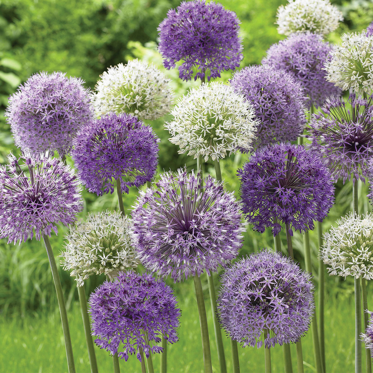 Rosenbachianum Mix Allium Bulbs