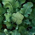 Waltham 29 Broccoli