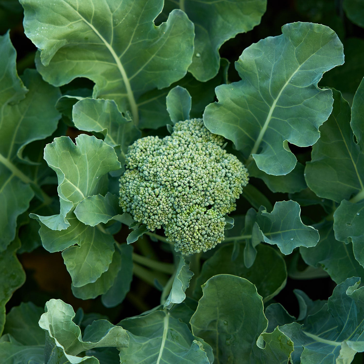 Waltham 29 Broccoli