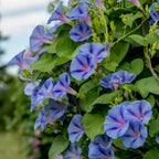 Happiness Morning Glory