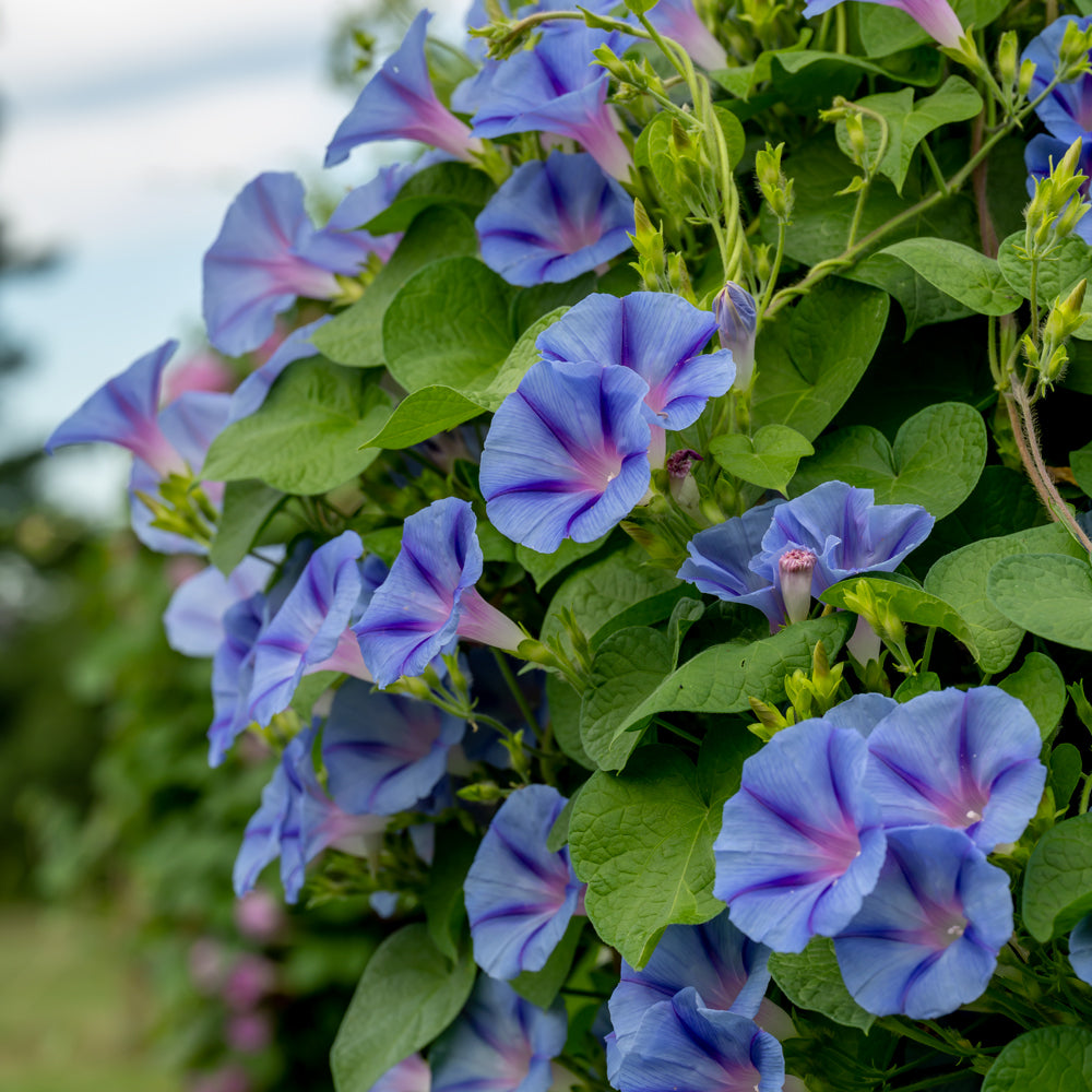Happiness Morning Glory