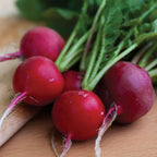 Cherry Belle Radish