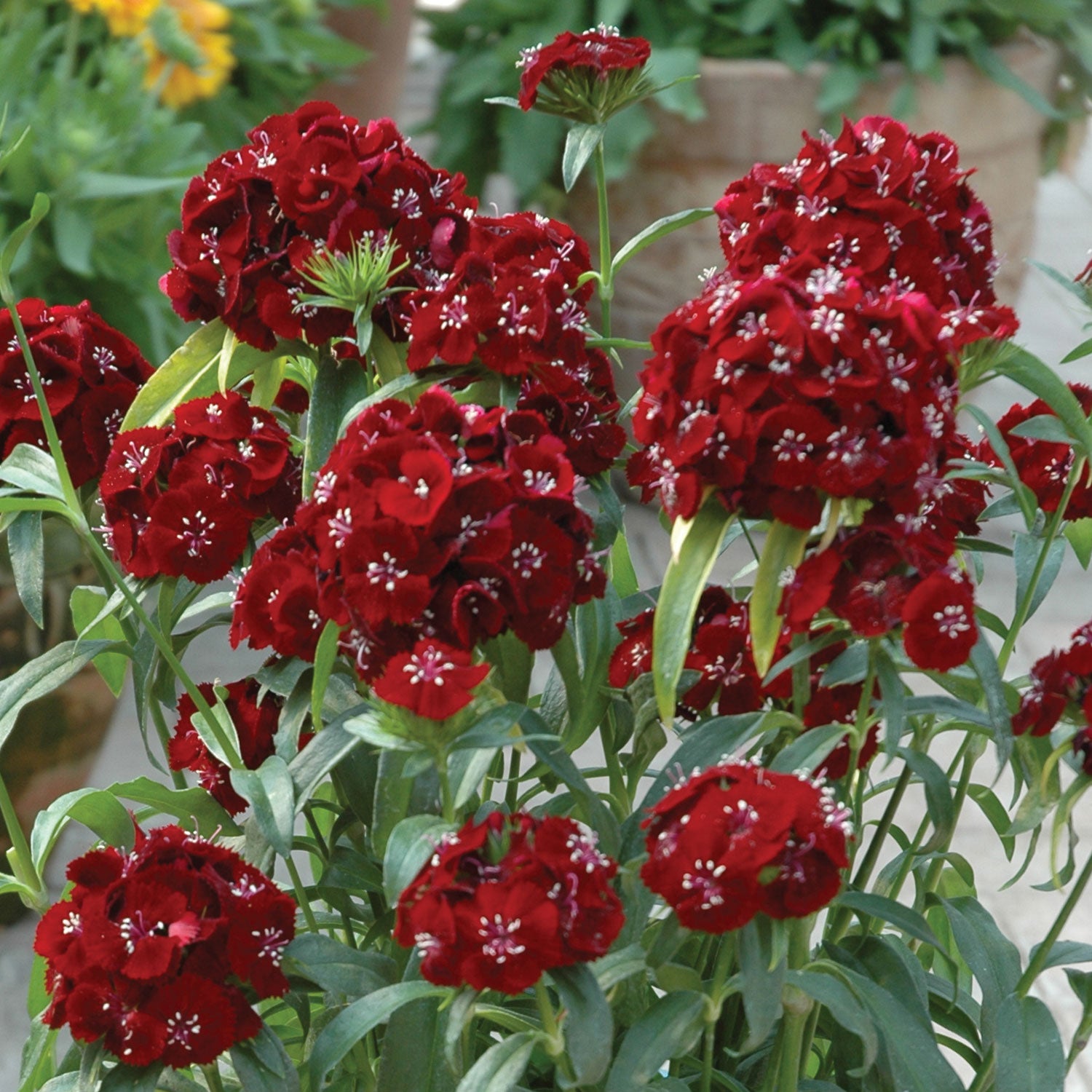 Sweet Black Cherry Dianthus