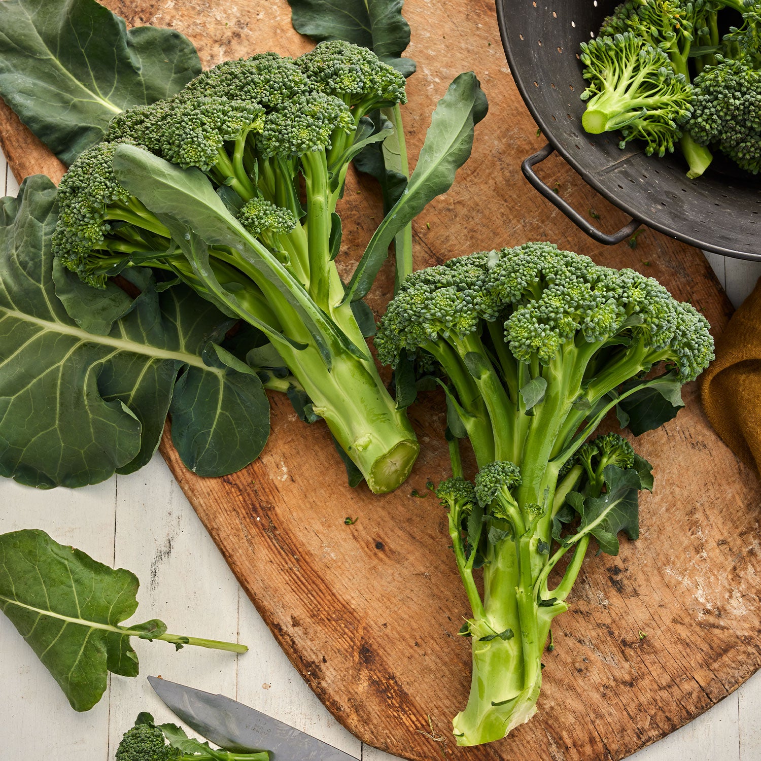 Sun King Broccoli