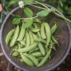 Super Sugar Snap Pea