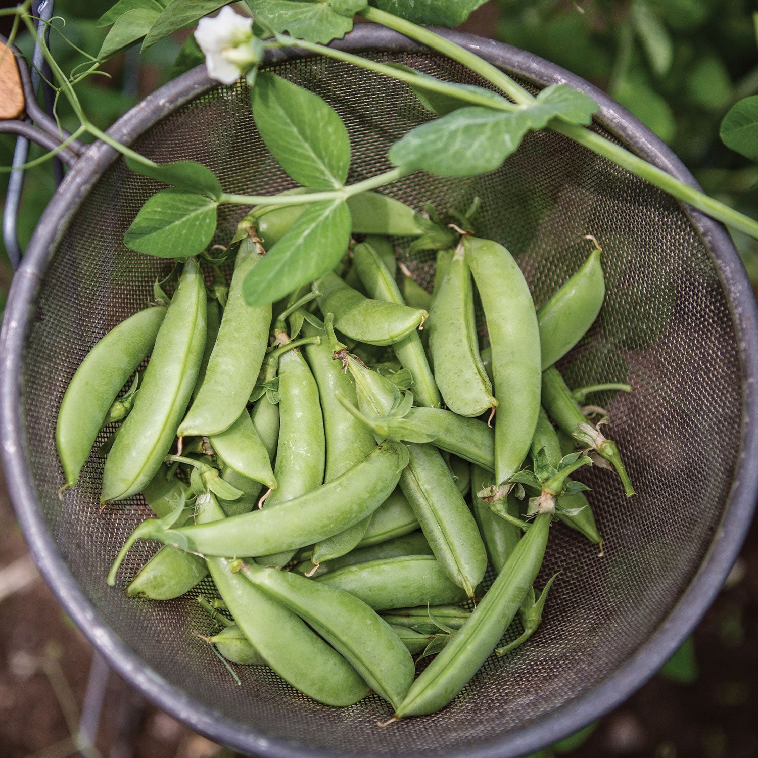 Super Sugar Snap Pea