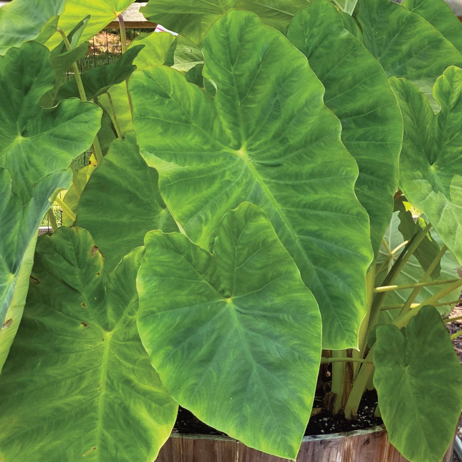 Fordhook Giant Elephant Ear Bulb