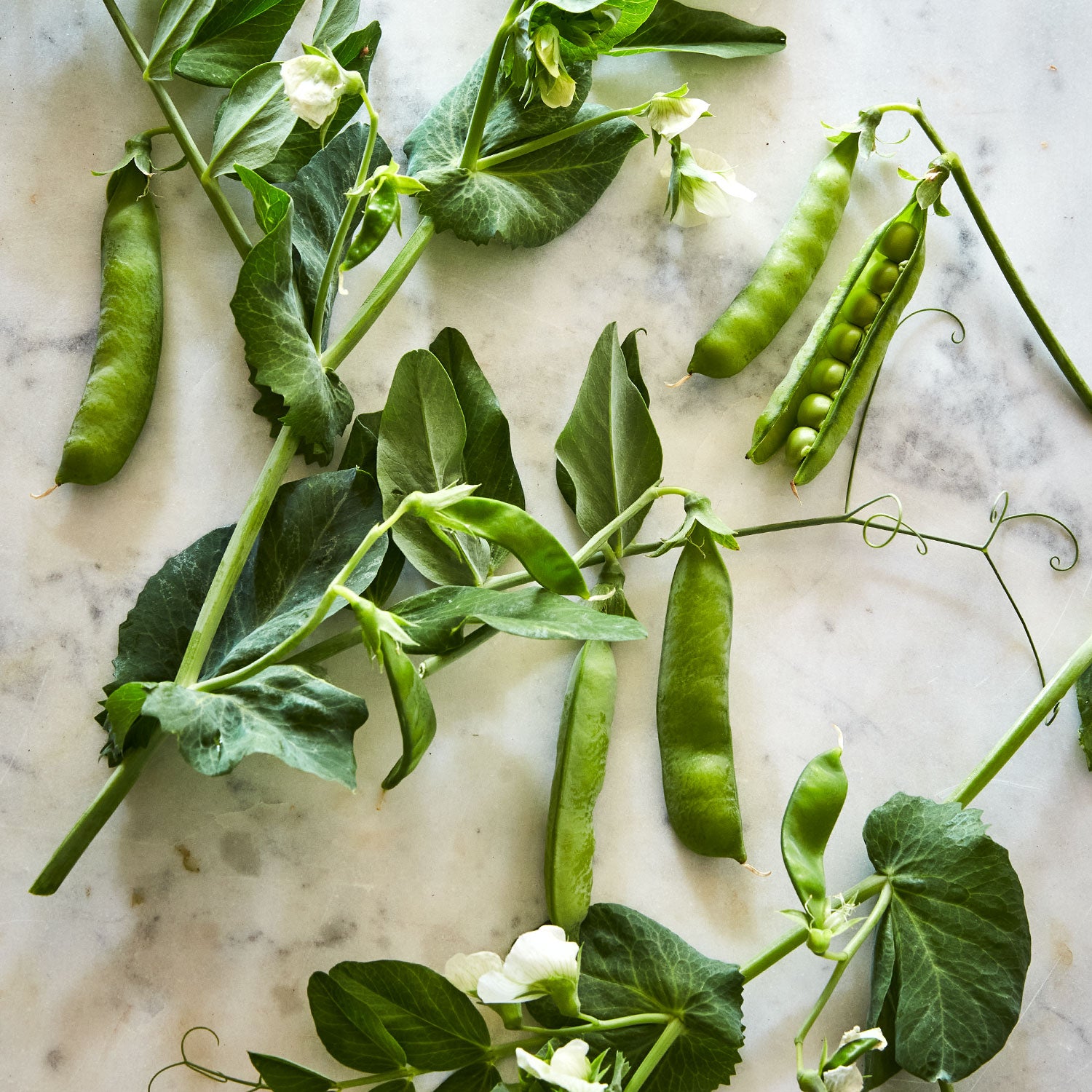 Burpeeana Early Pea