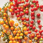 Red Currant Tomato