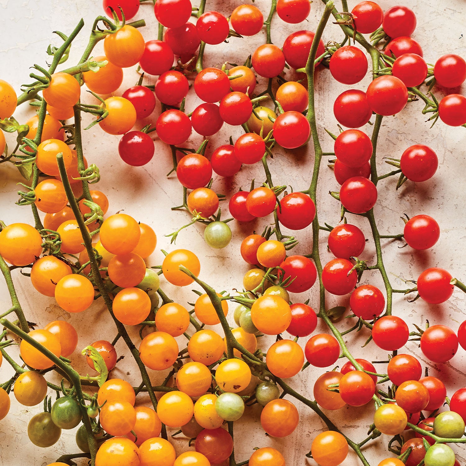 Red Currant Tomato