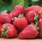 Seascape Strawberry Bare Roots