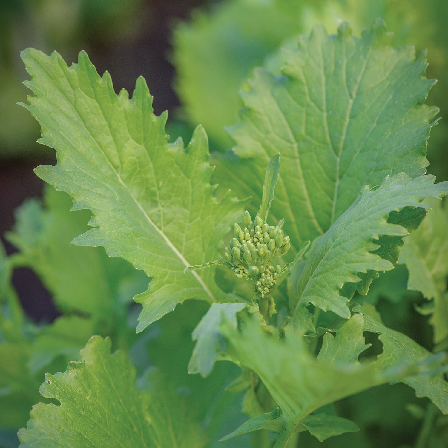 Spring Broccoli Raab
