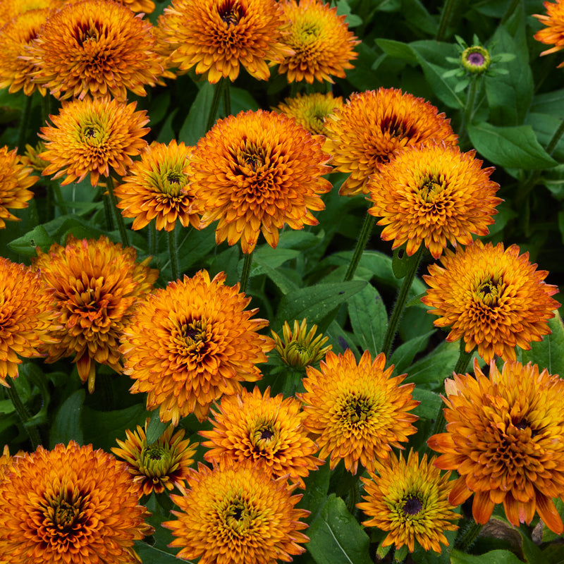 Solar Sisters™ Rudbeckia