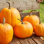 Connecticut Field Pumpkin