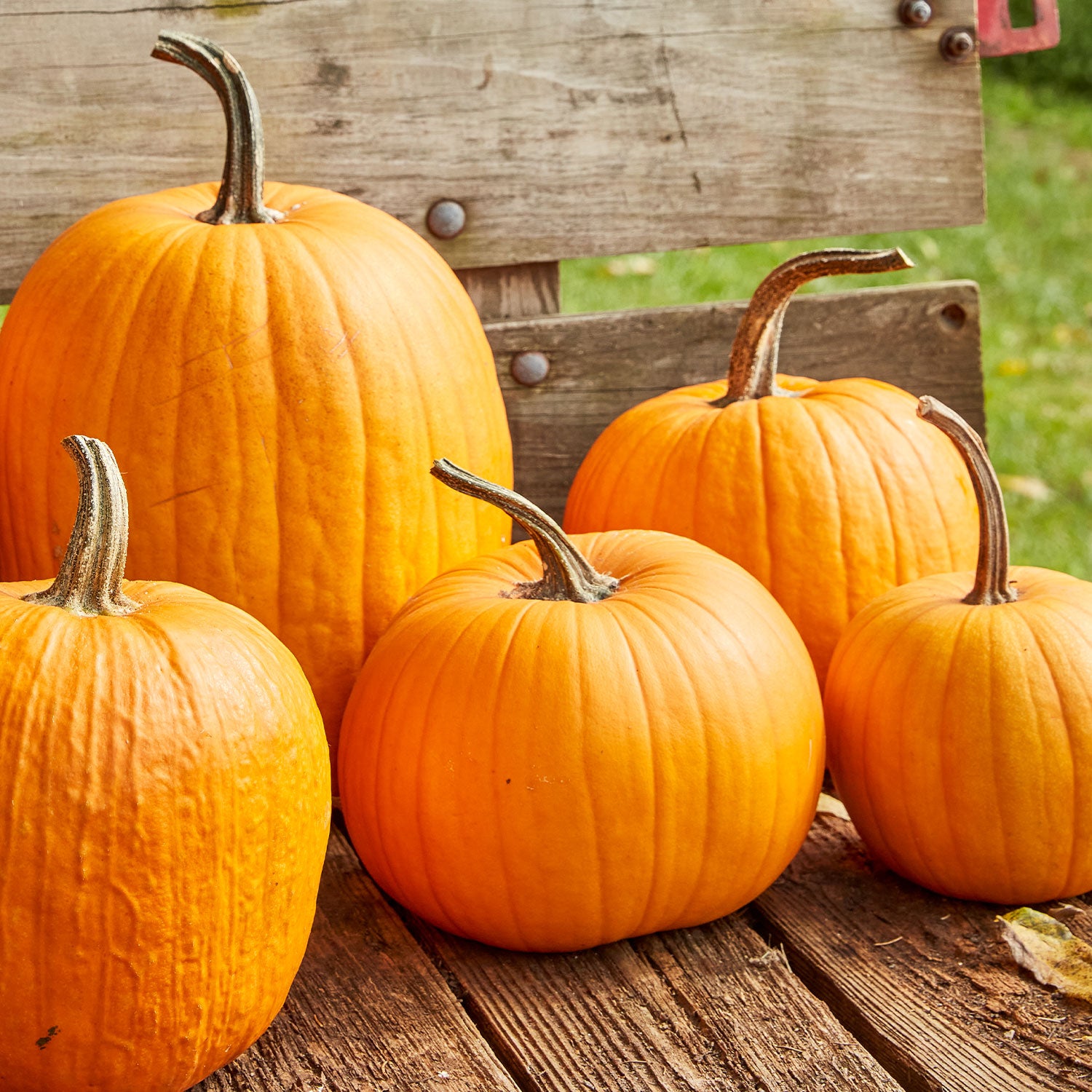 Connecticut Field Pumpkin