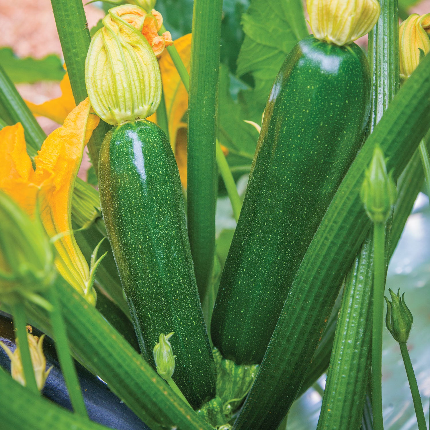 Burpee's Best Squash