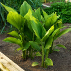 Turmeric