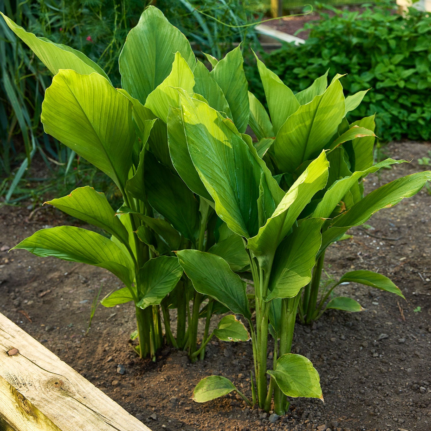 Turmeric
