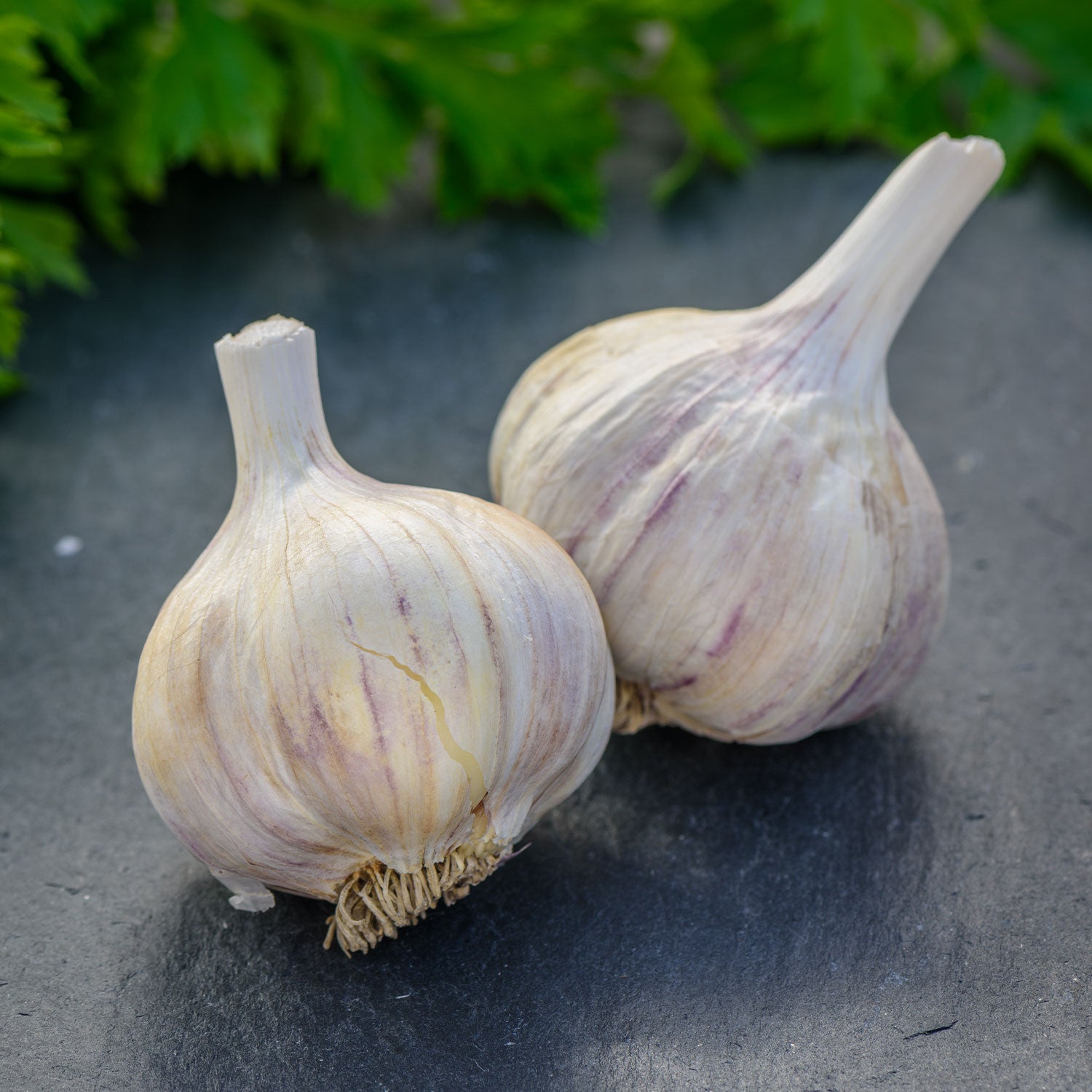German Red Garlic Bulbs
