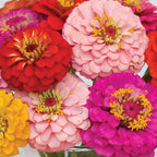 Oklahoma Mixed Colors Zinnia