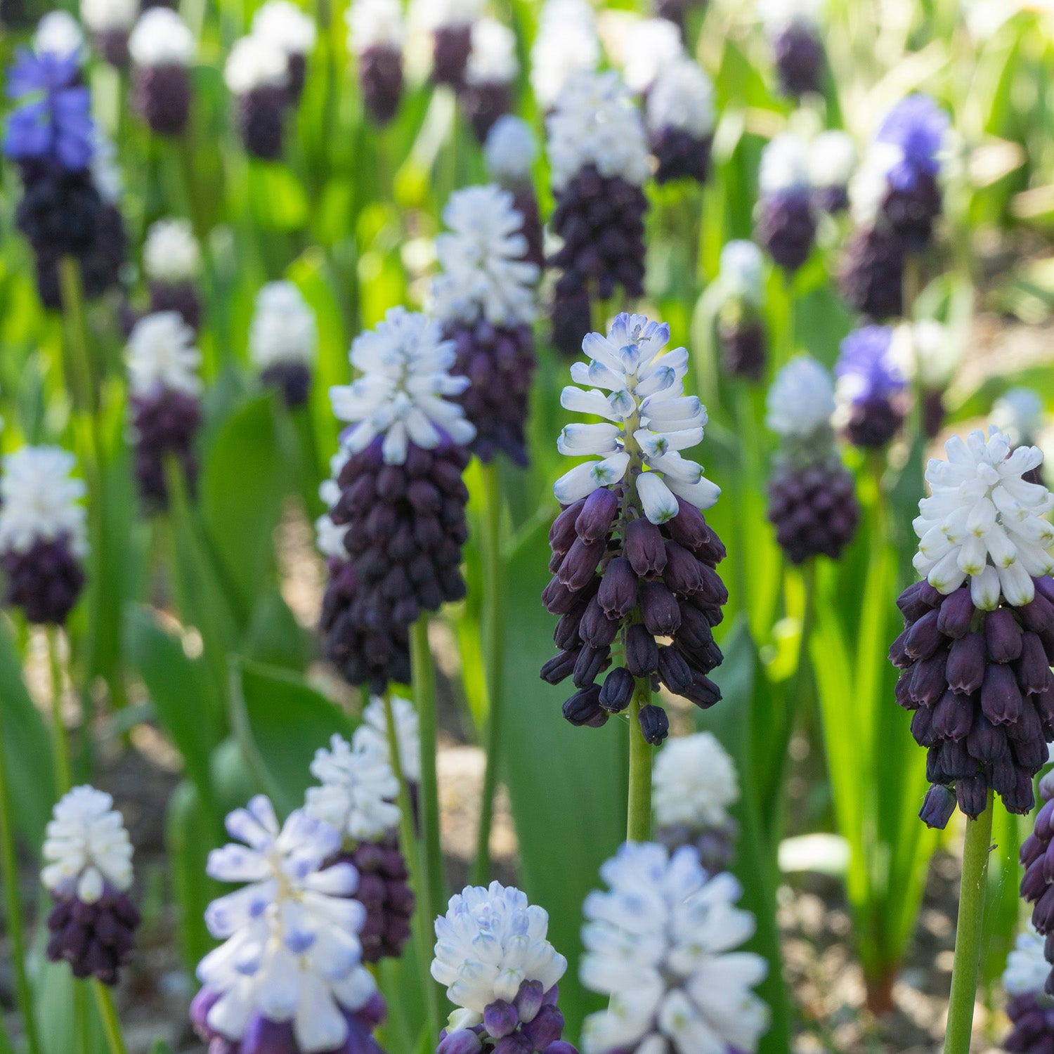 Muscari, Grape Ice