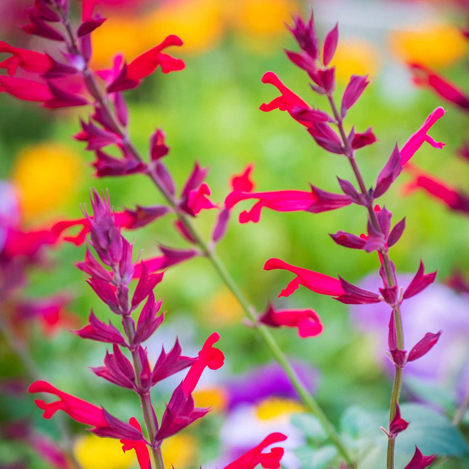 Roman Red Salvia
