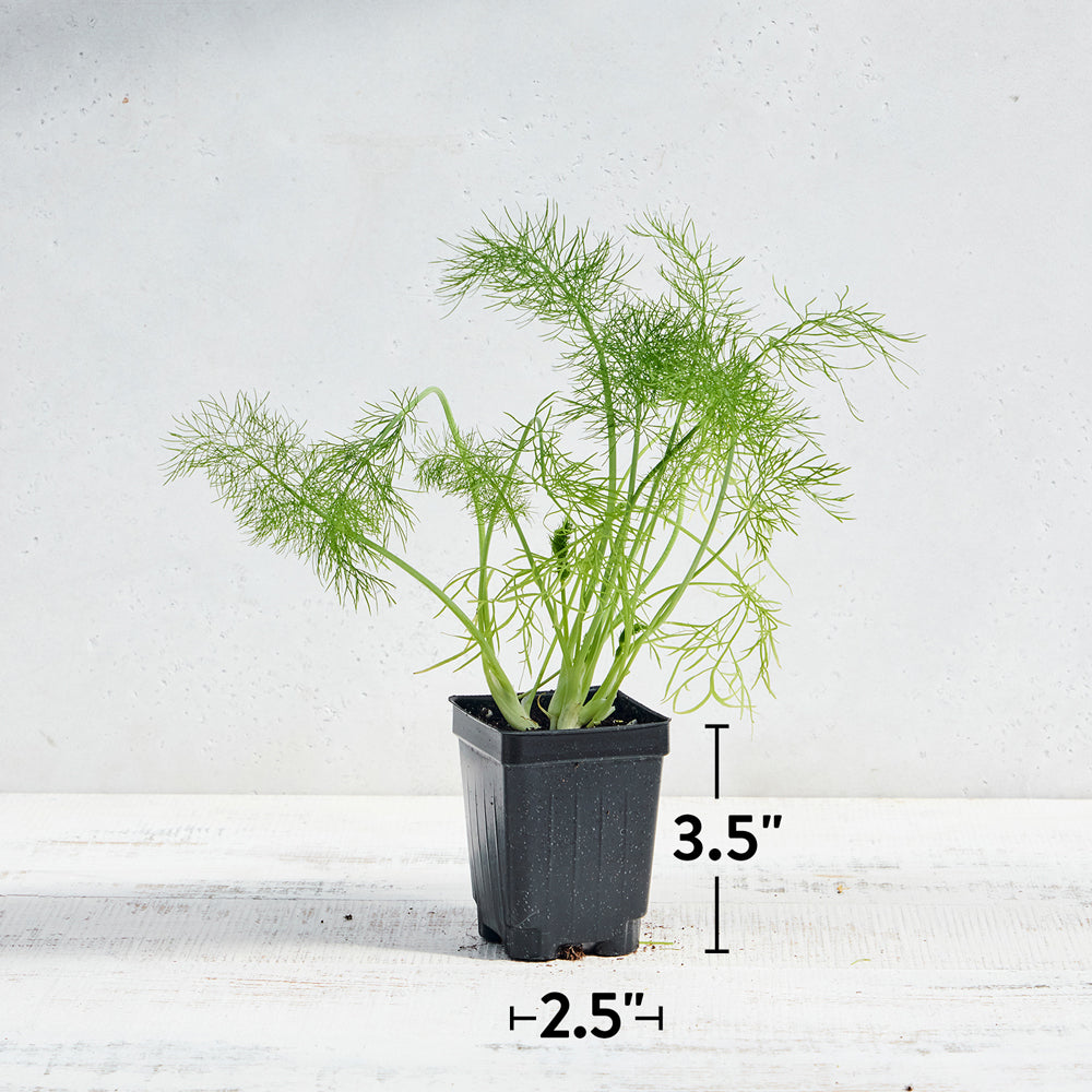 Orion Fennel