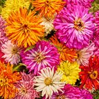 Burpeeana Giants Mix Zinnia
