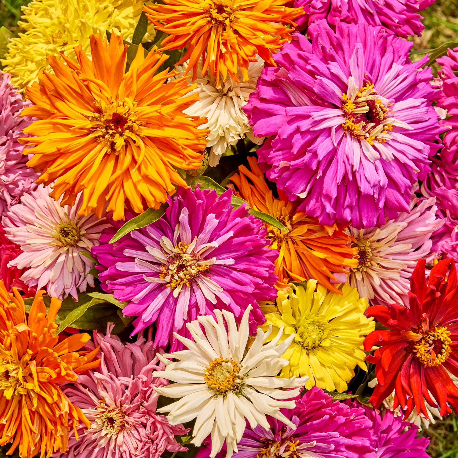 Burpeeana Giants Mix Zinnia