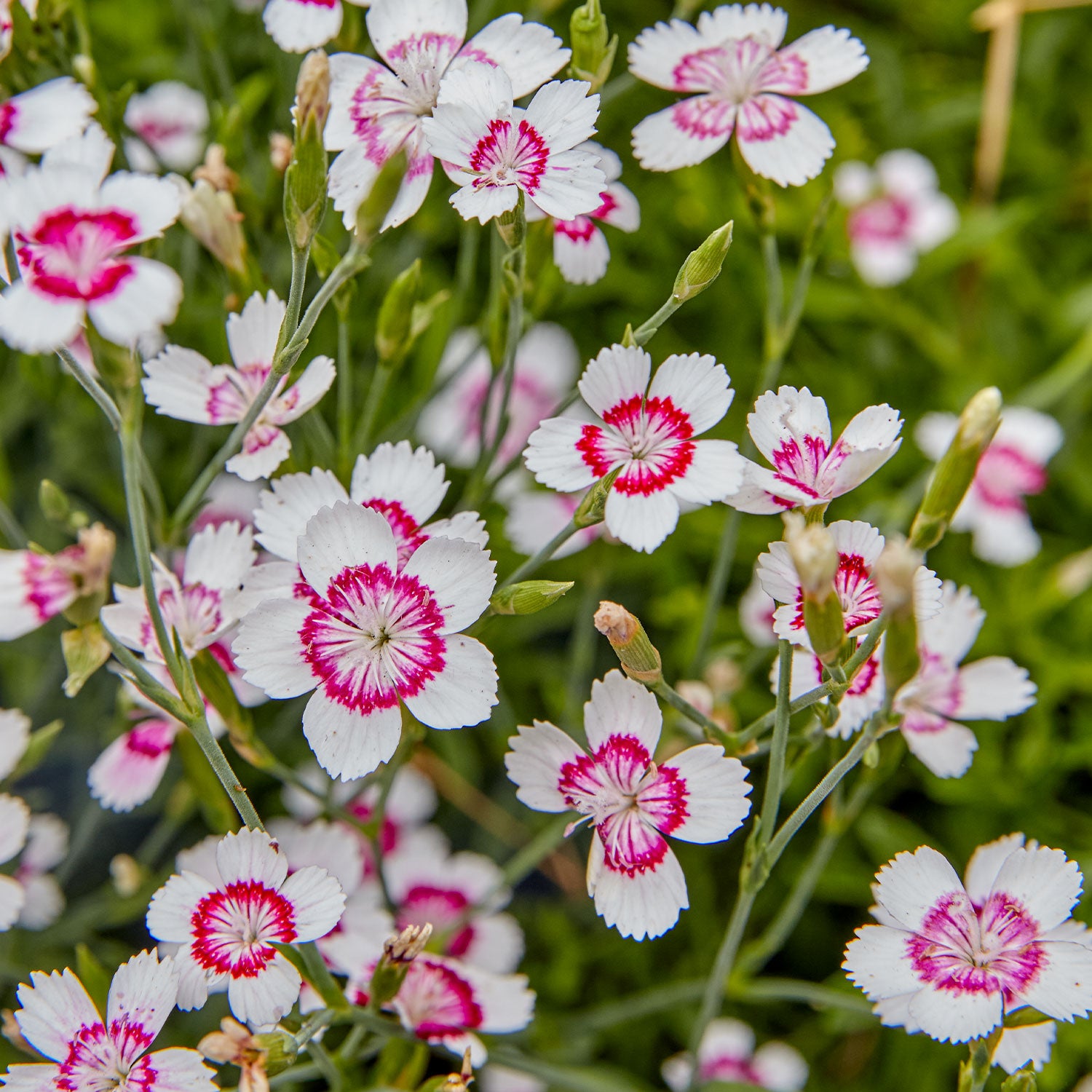 Arctic Fire Dianthus Seed