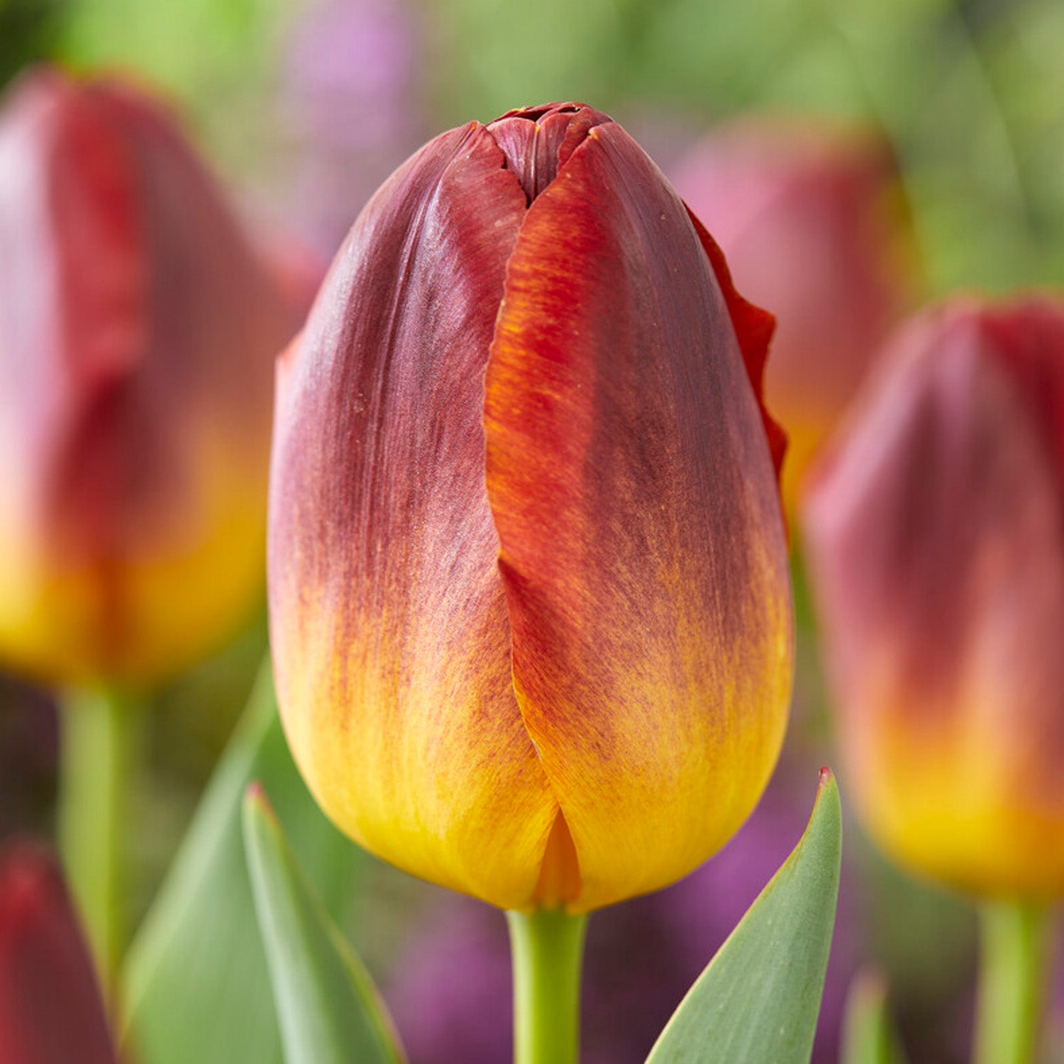 Tulip, Amber Glow