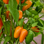 Orange Pop Sweet Pepper