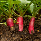 French Dressing Radish