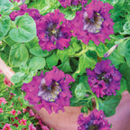 Spellbound Dark Purple Petunia