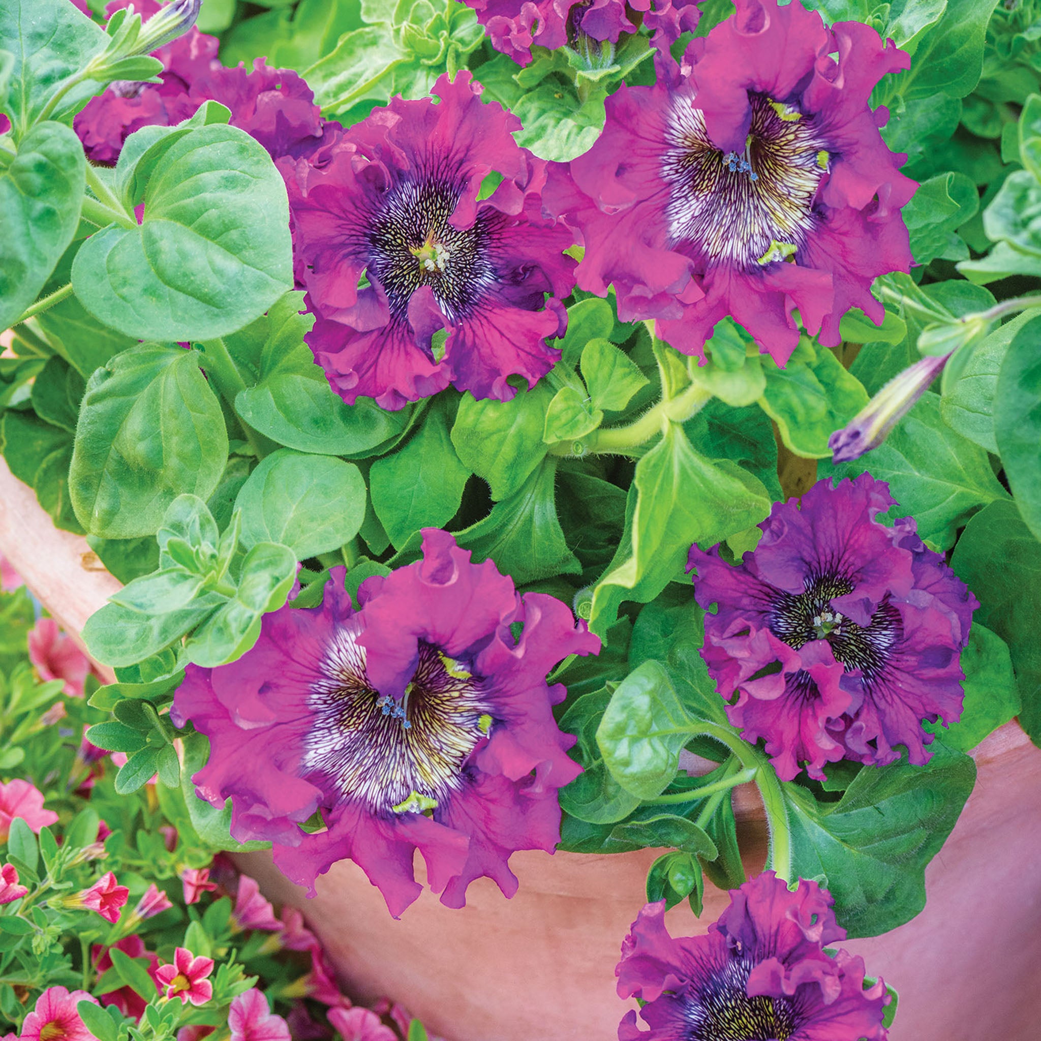Spellbound Dark Purple Petunia