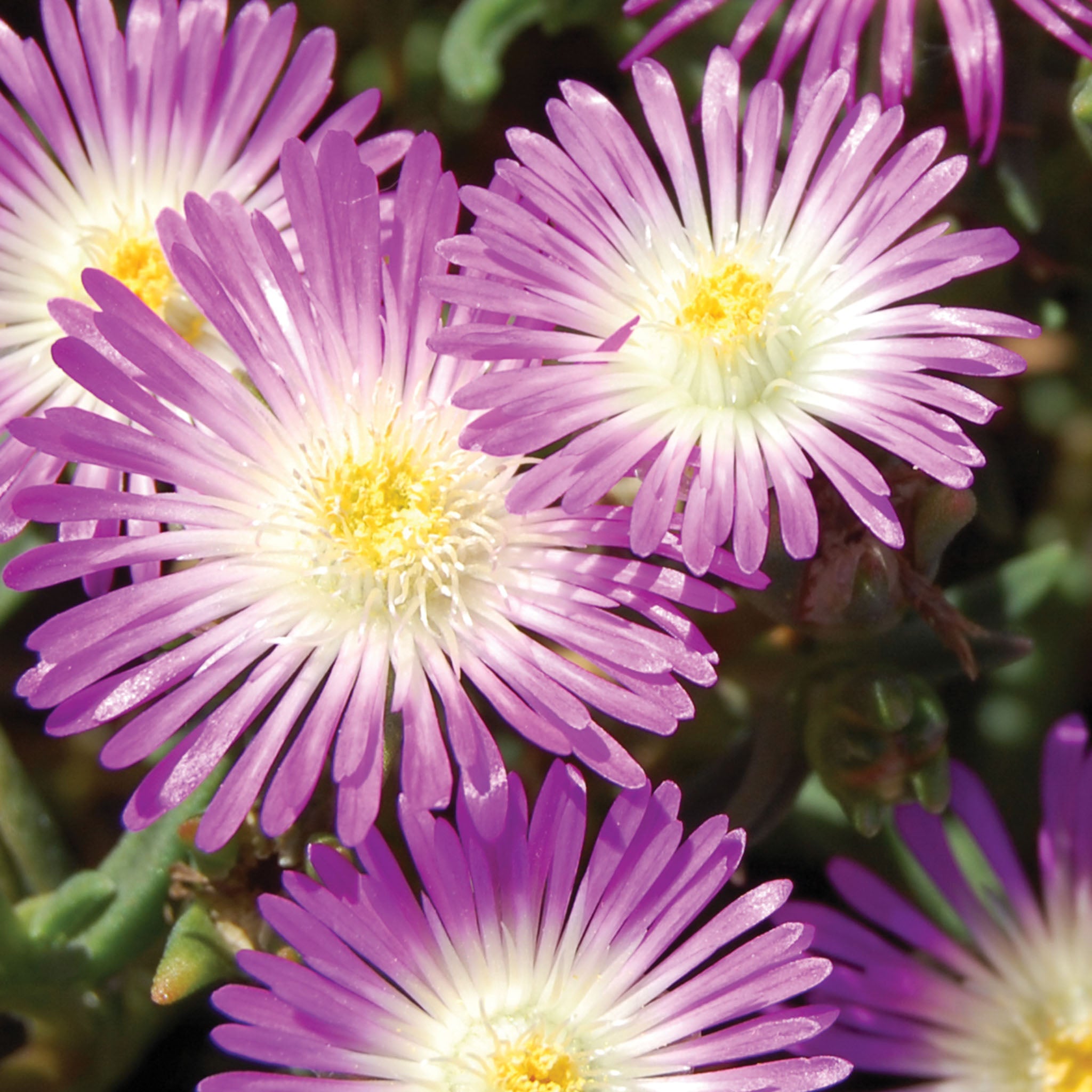 Violet Wonder Delosperma