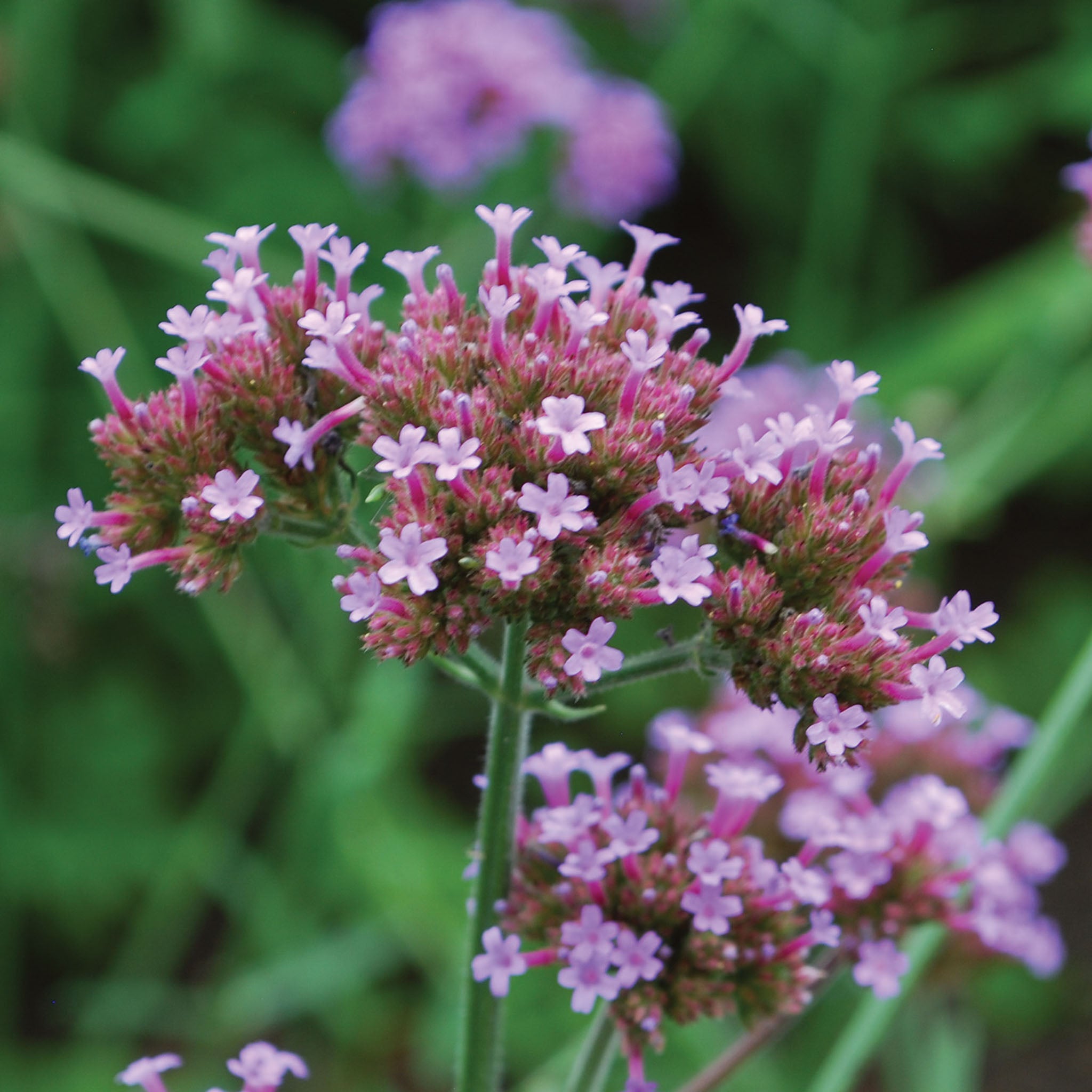 Bonariensis Verbena