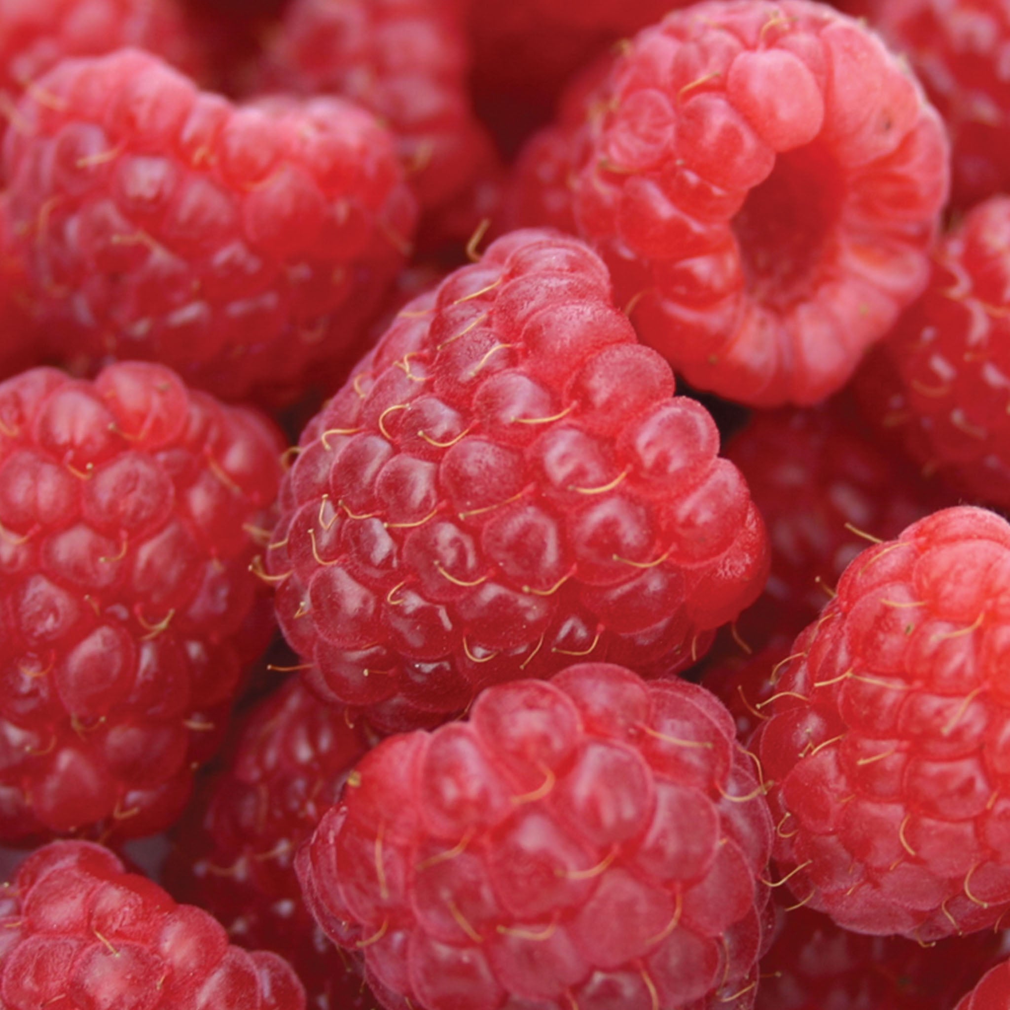 Heritage Raspberry