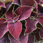 Chocolate Mint Coleus