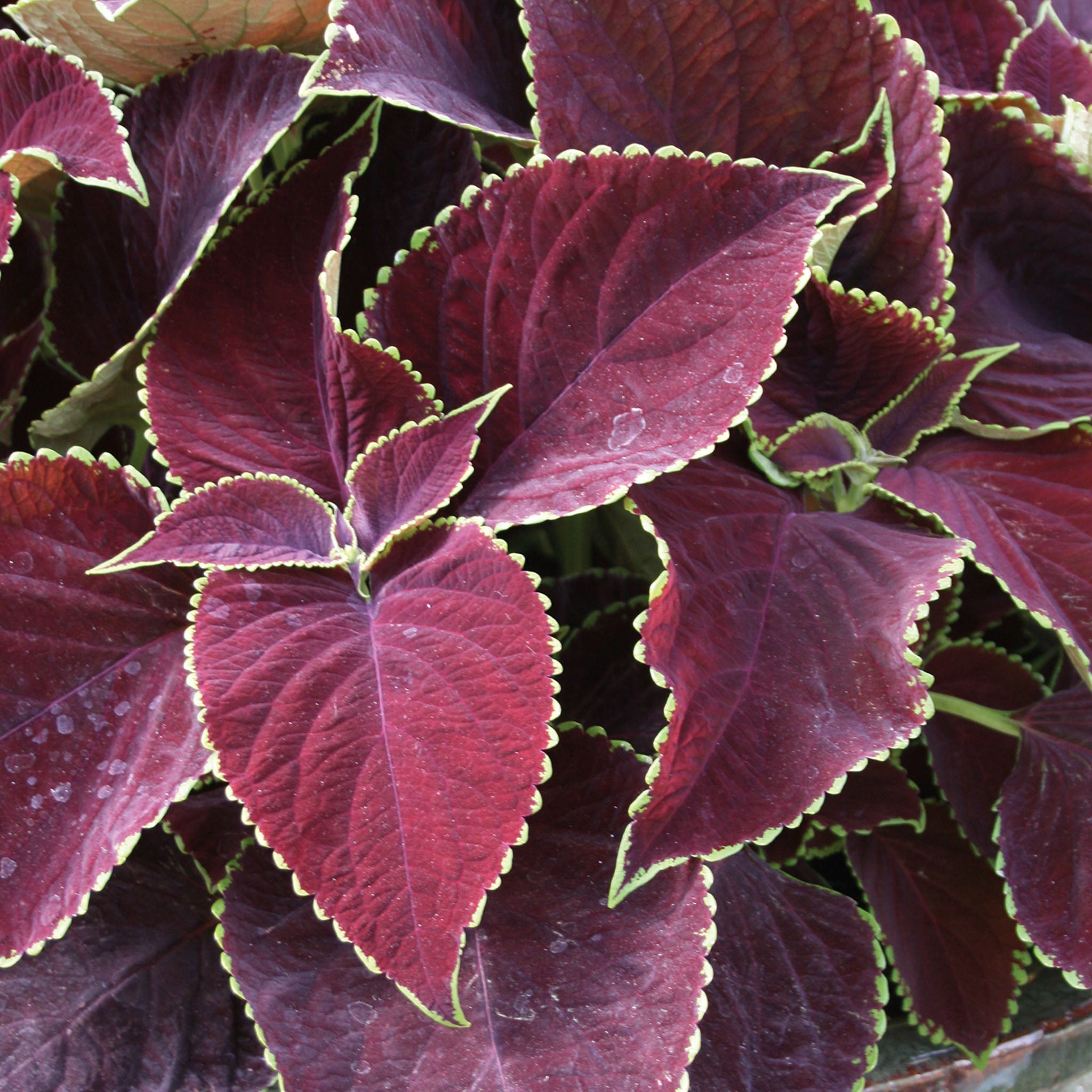 Chocolate Mint Coleus