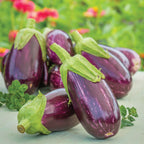 Behold Eggplant
