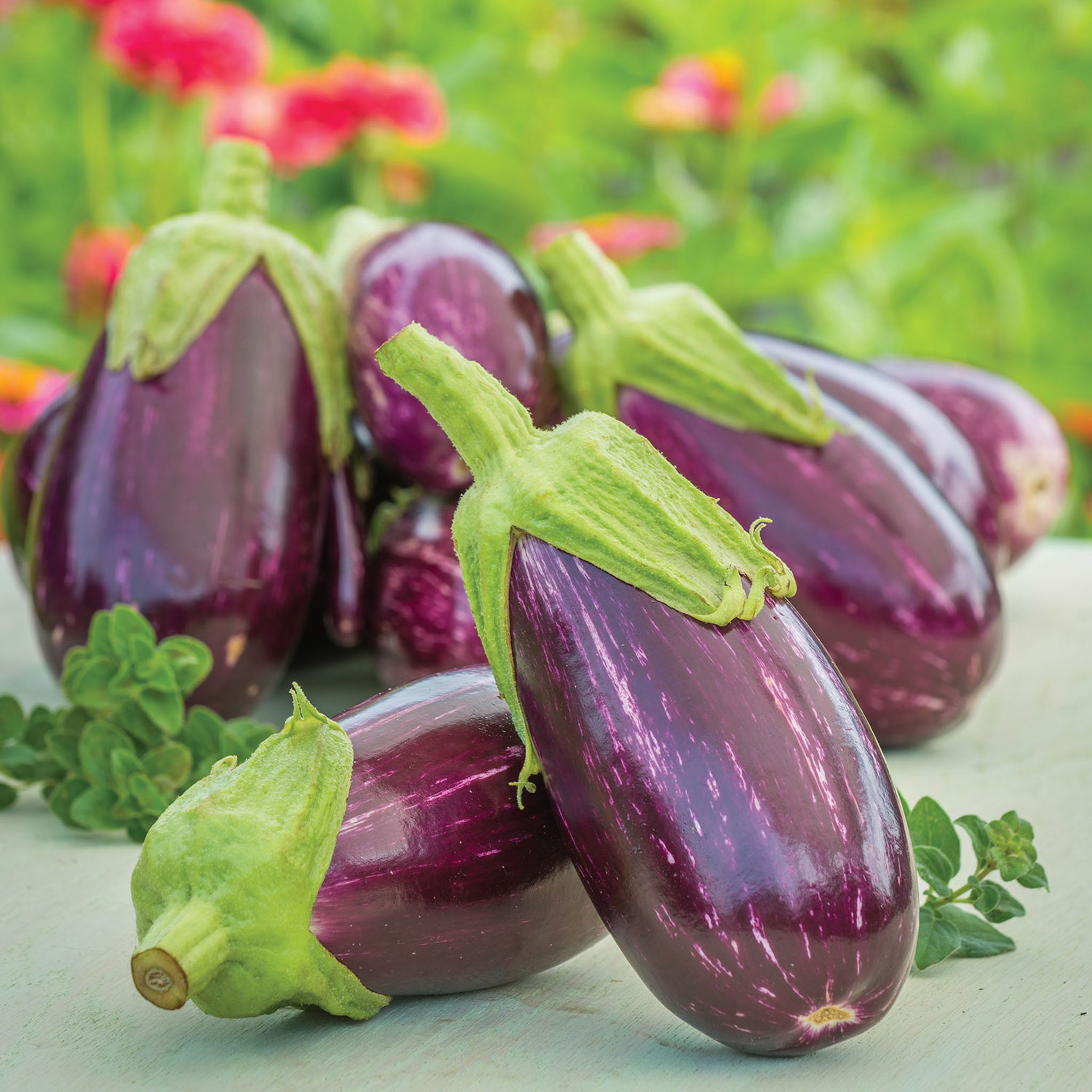 Behold Eggplant
