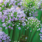 Pink Moon Allium